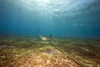 eagle ray - photo/picture definition - eagle ray word and phrase image