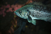 rock cod fish - photo/picture definition - rock cod fish word and phrase image