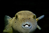 puffer fish - photo/picture definition - puffer fish word and phrase image