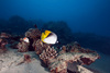butterflyfish - photo/picture definition - butterflyfish word and phrase image