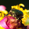 rose chafer beetle - photo/picture definition - rose chafer beetle word and phrase image