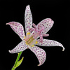 toad lily - photo/picture definition - toad lily word and phrase image