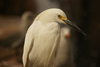 bird - photo/picture definition - bird word and phrase image