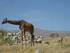 mother giraffe - photo/picture definition - mother giraffe word and phrase image