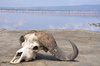 buffalo skull - photo/picture definition - buffalo skull word and phrase image