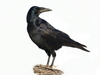 rook - photo/picture definition - rook word and phrase image