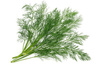 dill sprig - photo/picture definition - dill sprig word and phrase image