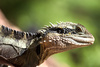 water dragon - photo/picture definition - water dragon word and phrase image