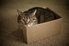 cat in a box - photo/picture definition - cat in a box word and phrase image