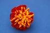 marigold flower - photo/picture definition - marigold flower word and phrase image