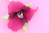hellebore flower - photo/picture definition - hellebore flower word and phrase image