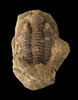 trilobite fossil - photo/picture definition - trilobite fossil word and phrase image