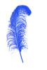 blue feather - photo/picture definition - blue feather word and phrase image