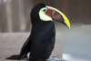 curviers toucan - photo/picture definition - curviers toucan word and phrase image