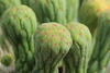 saguaro flower buds - photo/picture definition - saguaro flower buds word and phrase image