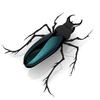 stag beetle - photo/picture definition - stag beetle word and phrase image