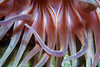 sand rose anemone - photo/picture definition - sand rose anemone word and phrase image