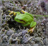 toad - photo/picture definition - toad word and phrase image