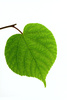 linden leaf - photo/picture definition - linden leaf word and phrase image