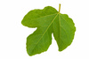 fig leaf - photo/picture definition - fig leaf word and phrase image