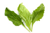 spinach leaves - photo/picture definition - spinach leaves word and phrase image