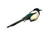 magpie - photo/picture definition - magpie word and phrase image