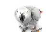 parrot - photo/picture definition - parrot word and phrase image