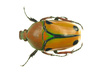 wasp beetle - photo/picture definition - wasp beetle word and phrase image