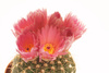 blooming cactus - photo/picture definition - blooming cactus word and phrase image