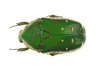 goliath beetle - photo/picture definition - goliath beetle word and phrase image