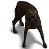 American mastiff dog - photo/picture definition - American mastiff dog word and phrase image