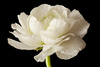 ranunculus - photo/picture definition - ranunculus word and phrase image