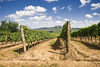vineyard - photo/picture definition - vineyard word and phrase image