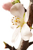 blossoming plum branch - photo/picture definition - blossoming plum branch word and phrase image