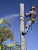 tree looping - photo/picture definition - tree looping word and phrase image
