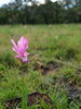 Siam tulip field - photo/picture definition - Siam tulip field word and phrase image