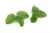 strawberry leaves - photo/picture definition - strawberry leaves word and phrase image