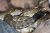 black tailed rattlesnake - photo/picture definition - black tailed rattlesnake word and phrase image