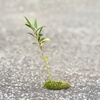 new life - photo/picture definition - new life word and phrase image