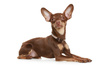 Russian toy terrier - photo/picture definition - Russian toy terrier word and phrase image